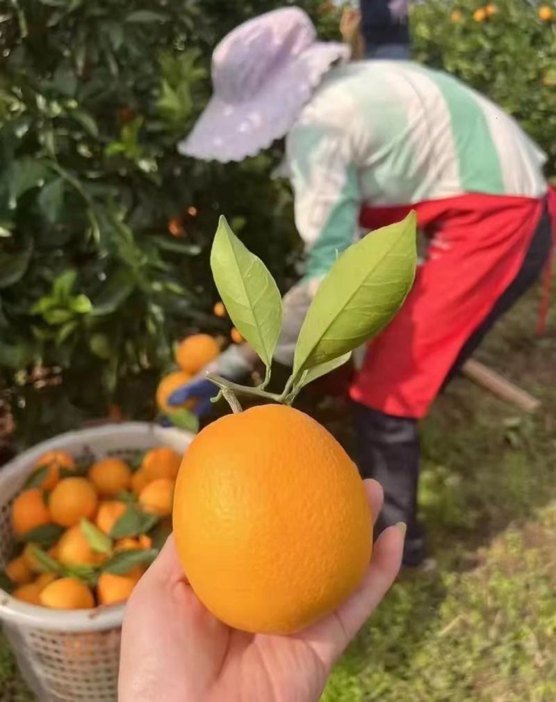 热销赣南脐橙新鲜脐橙橙子产地代办一件代发落地配可开发票