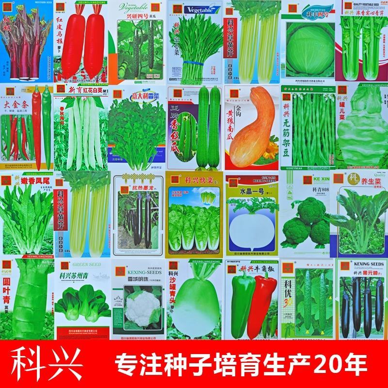 白杆芹菜空心白芹菜种子脆嫩白芹菜种子芹菜种子