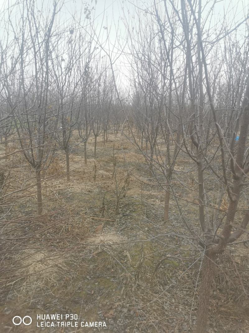 山杏，土球苗，杆直冒圆，大量有货，成活率高