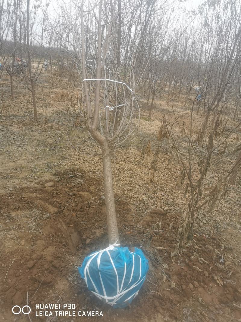 山杏，土球苗，杆直冒圆，大量有货，成活率高