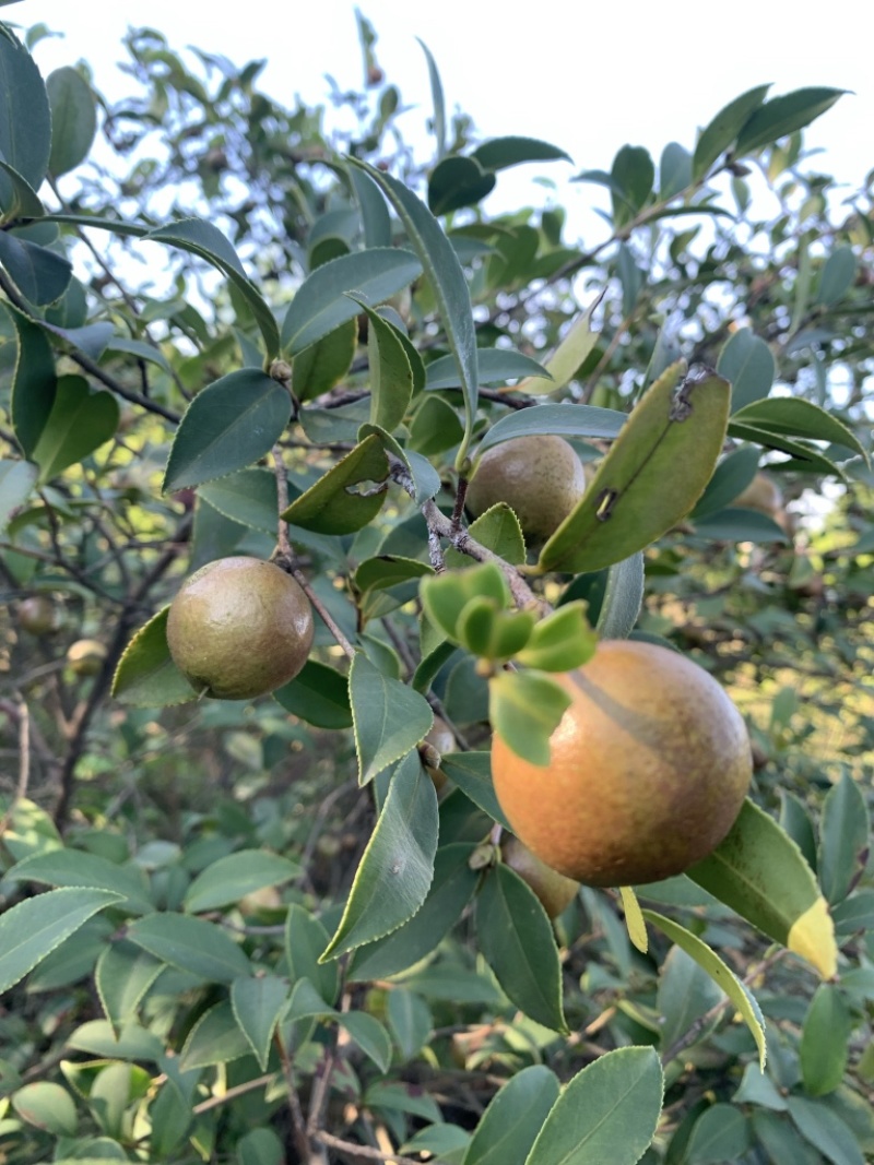 江西本地野生茶籽干果，精挑细选，油质醇香，供应全干茶果