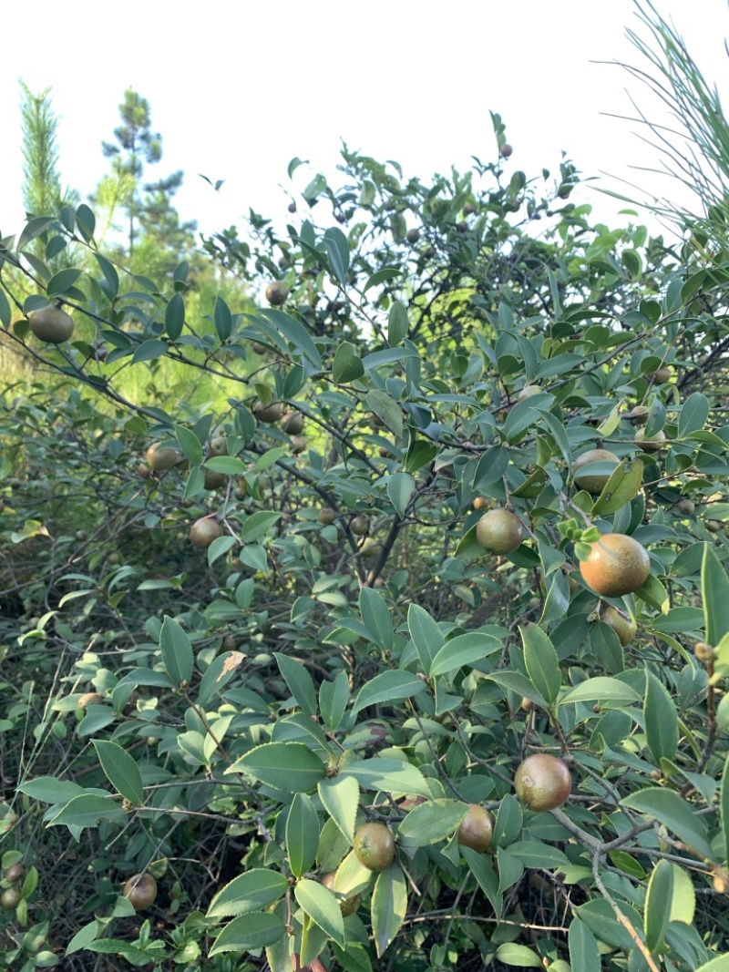 江西本地野生茶籽干果，精挑细选，油质醇香，供应全干茶果