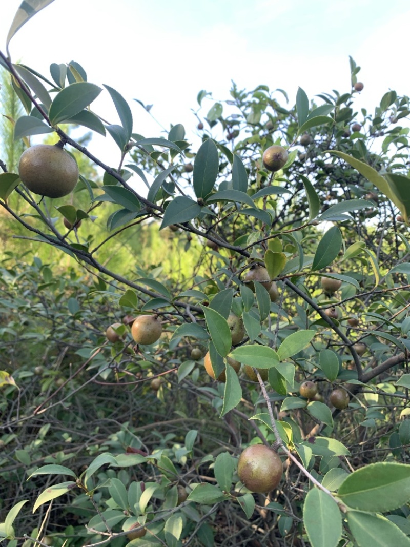 江西本地野生茶籽干果，精挑细选，油质醇香，供应全干茶果