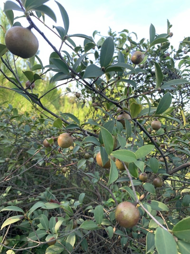 江西本地野生茶籽干果，精挑细选，油质醇香，供应全干茶果