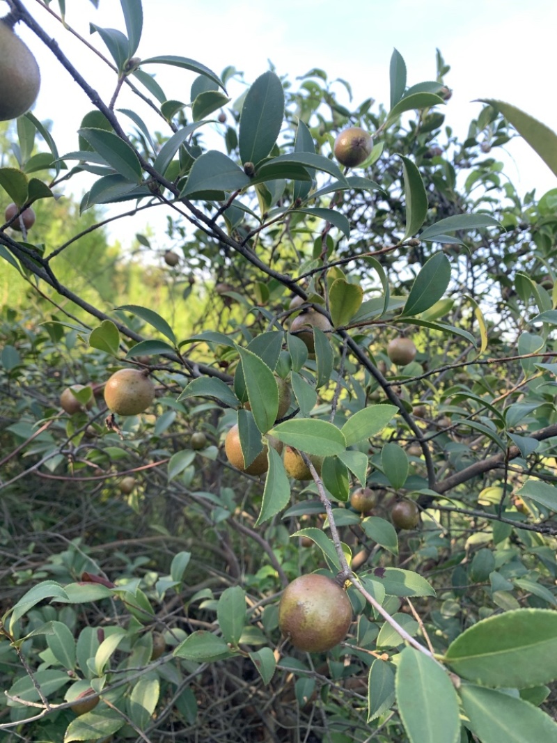 江西本地野生茶籽干果，精挑细选，油质醇香，供应全干茶果