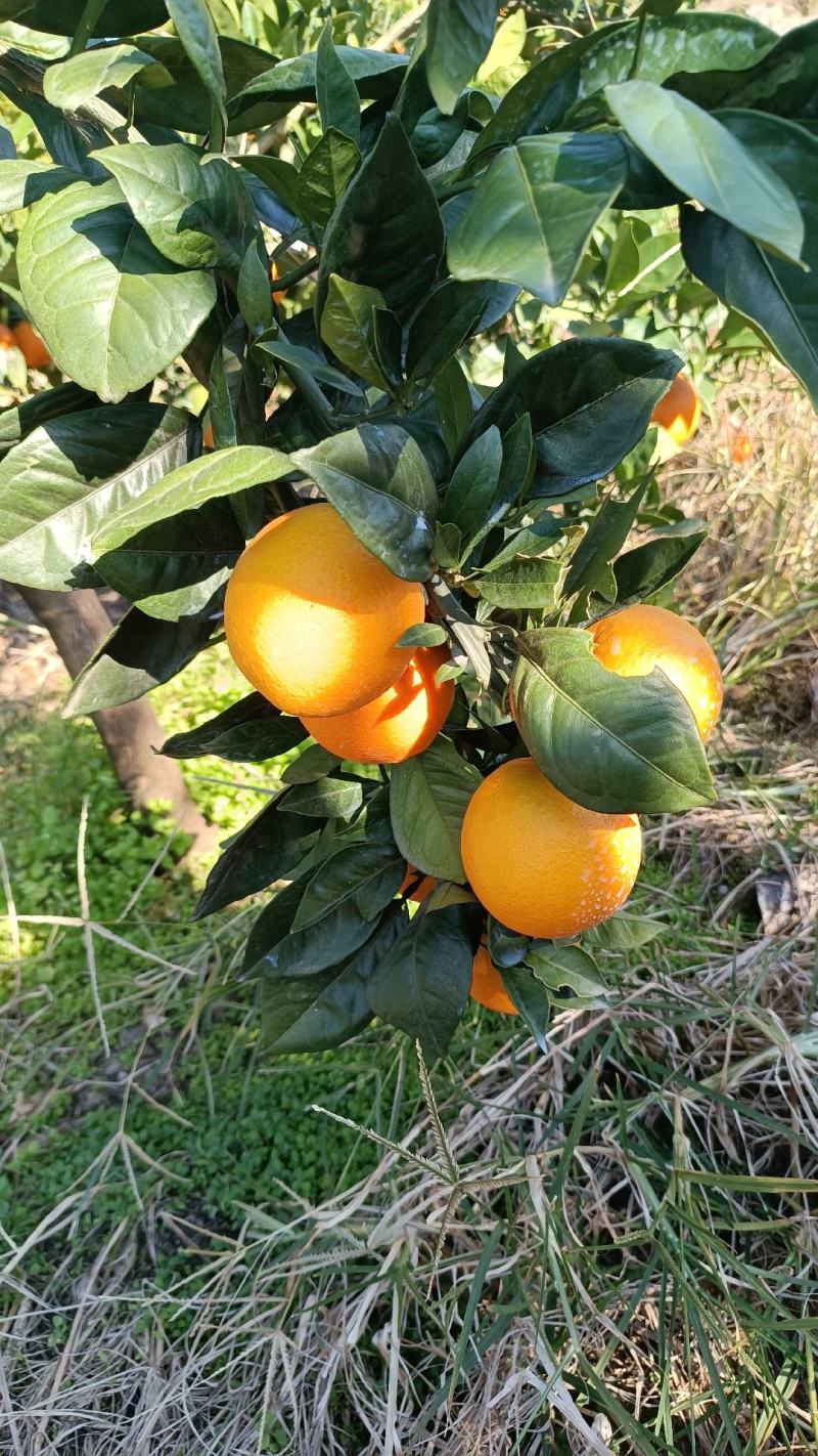 赣南脐橙纽荷尔脐橙红橙各类脐橙原产地一手货源大量供应