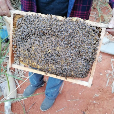活体中蜂广西土蜂笼蜂发货带子脾土王阿坝王双色王