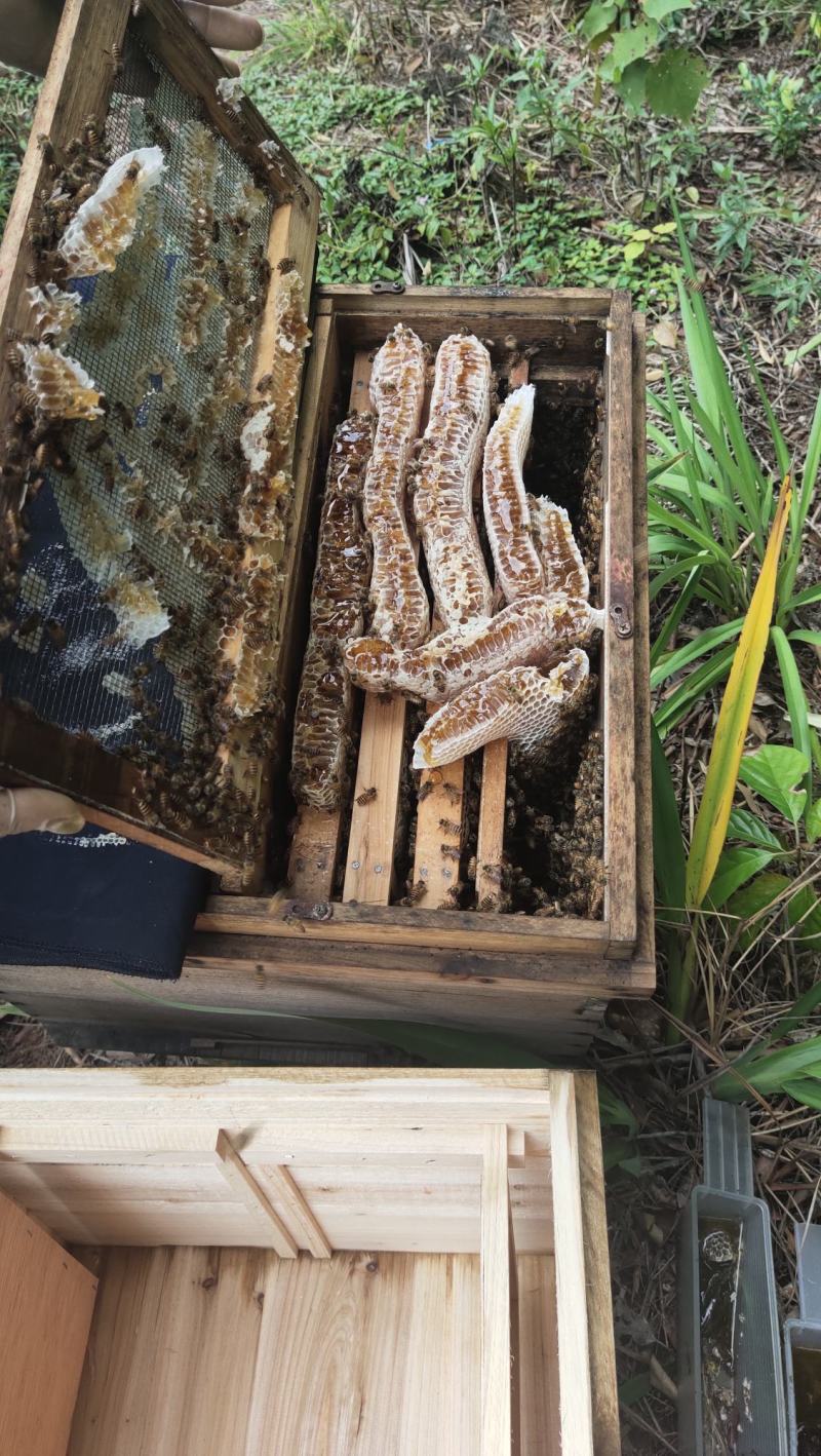 活体中蜂广西土蜂笼蜂发货带子脾土王阿坝王双色王