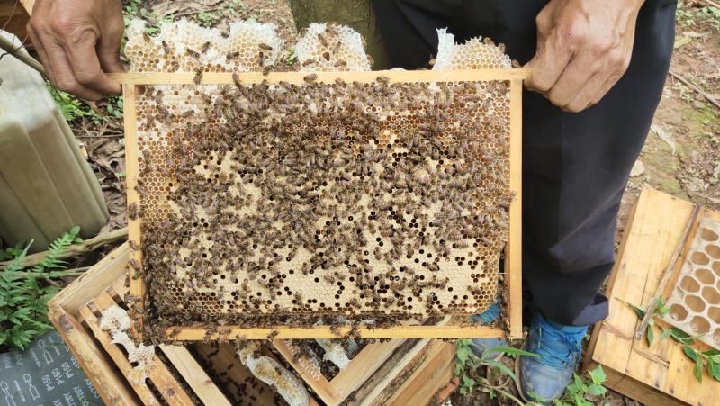 活体中蜂广西土蜂笼蜂发货带子脾土王阿坝王双色王