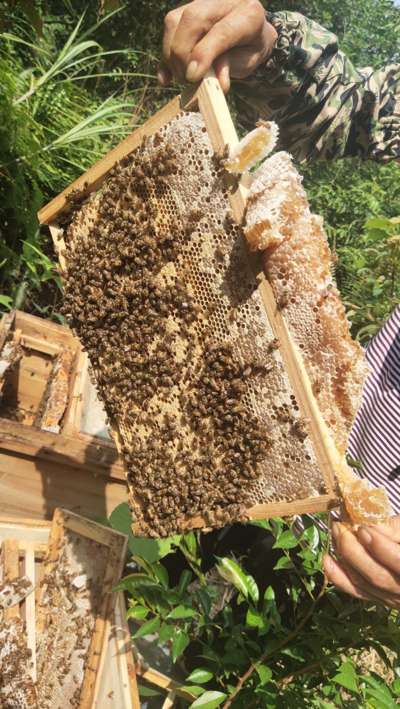 活体中蜂广西土蜂笼蜂发货带子脾土王阿坝王双色王