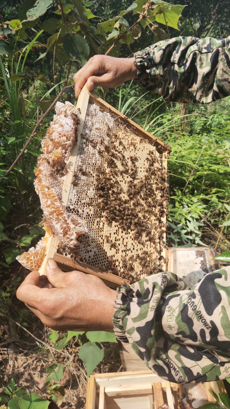 活体中蜂广西土蜂笼蜂发货带子脾土王阿坝王双色王