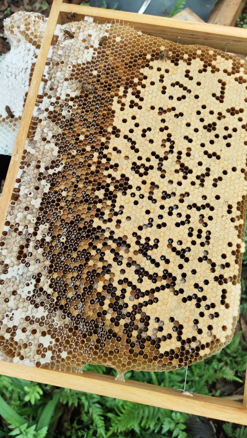 活体中蜂广西土蜂笼蜂发货带子脾土王阿坝王双色王