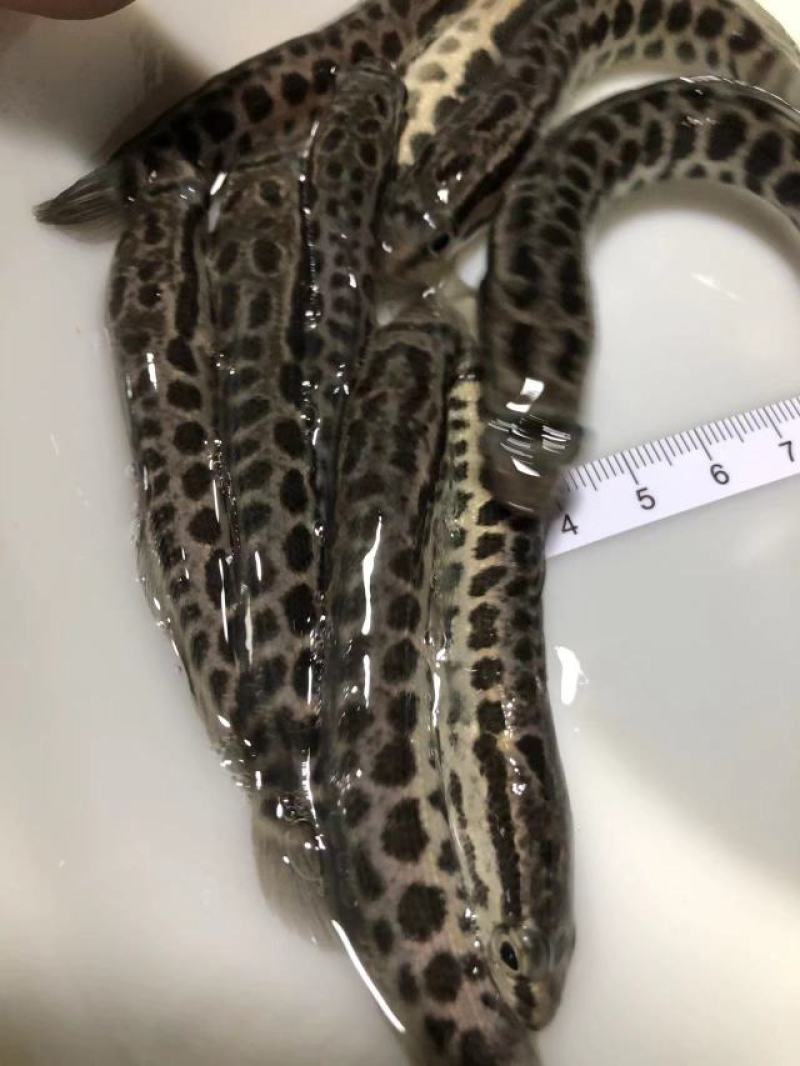 黑鱼苗，杂交黑鱼苗，斑鱼，乌鱼苗乌鳢鱼，包邮到家