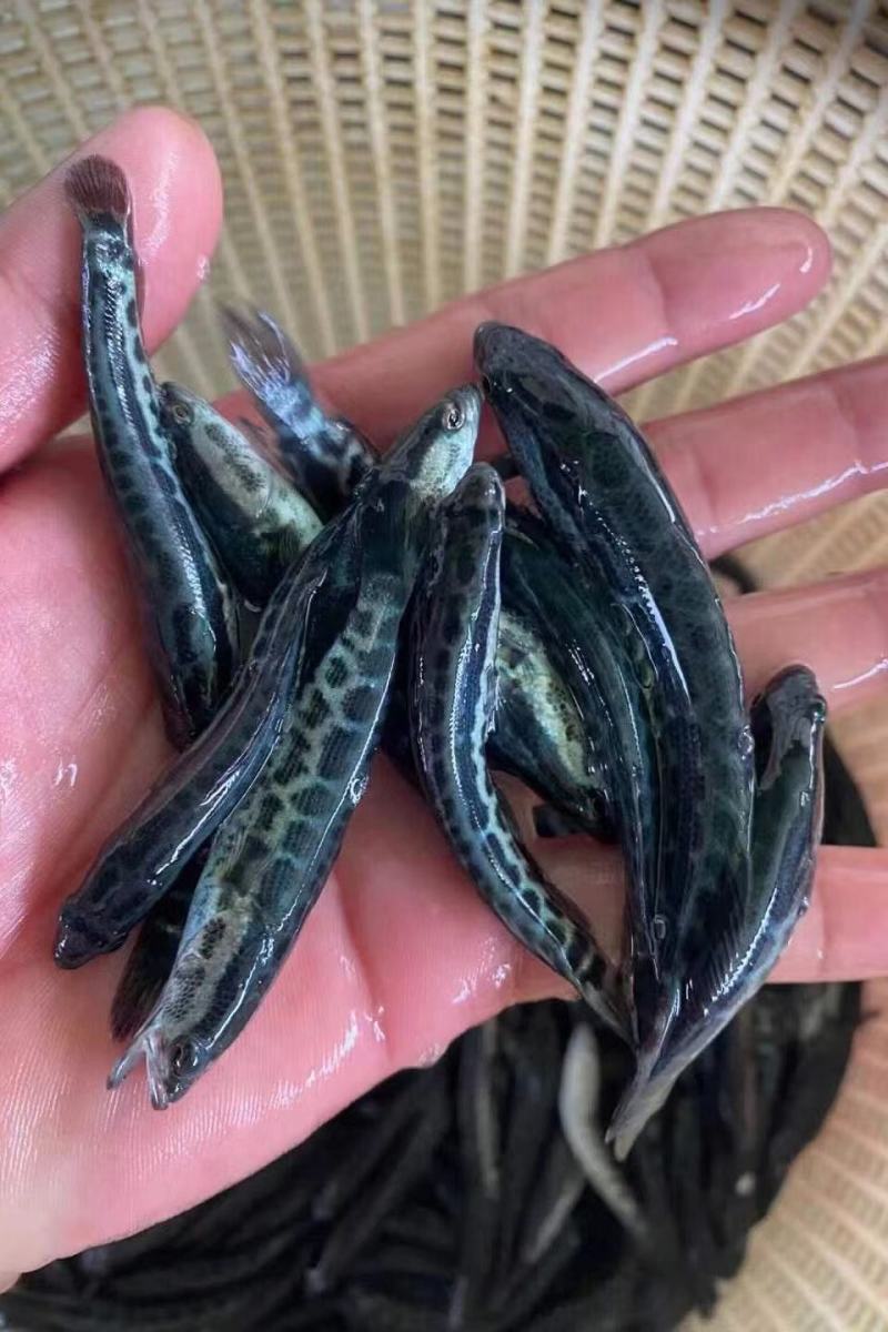黑鱼苗，杂交黑鱼苗，斑鱼，乌鱼苗乌鳢鱼，包邮到家