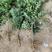 基地批发紫藤原生，高度一致，粗地径1-3公分砧木嫁接用，