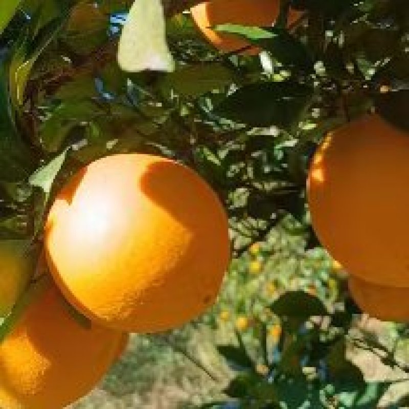 奉节脐橙红心橙纽荷尔脐橙各类脐橙原产地一手货源大量供应
