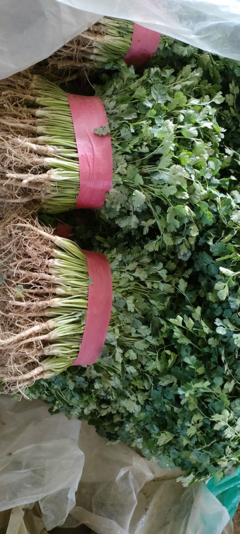 香菜优质铁杆青中叶香菜大量上市产地直销保质保量