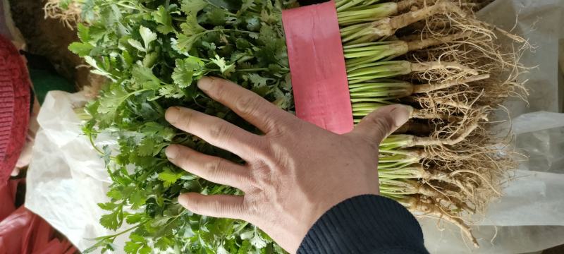 香菜优质铁杆青中叶香菜大量上市产地直销保质保量