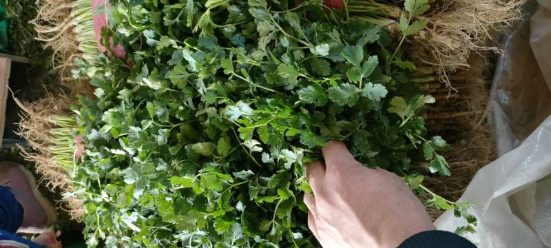 香菜优质铁杆青中叶香菜大量上市产地直销保质保量