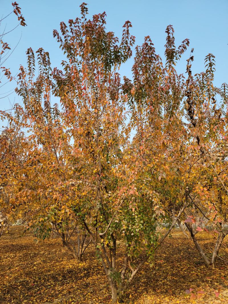 5米丛生茶条槭，4.5-5米茶条槭大量供应，泰安茶条槭基