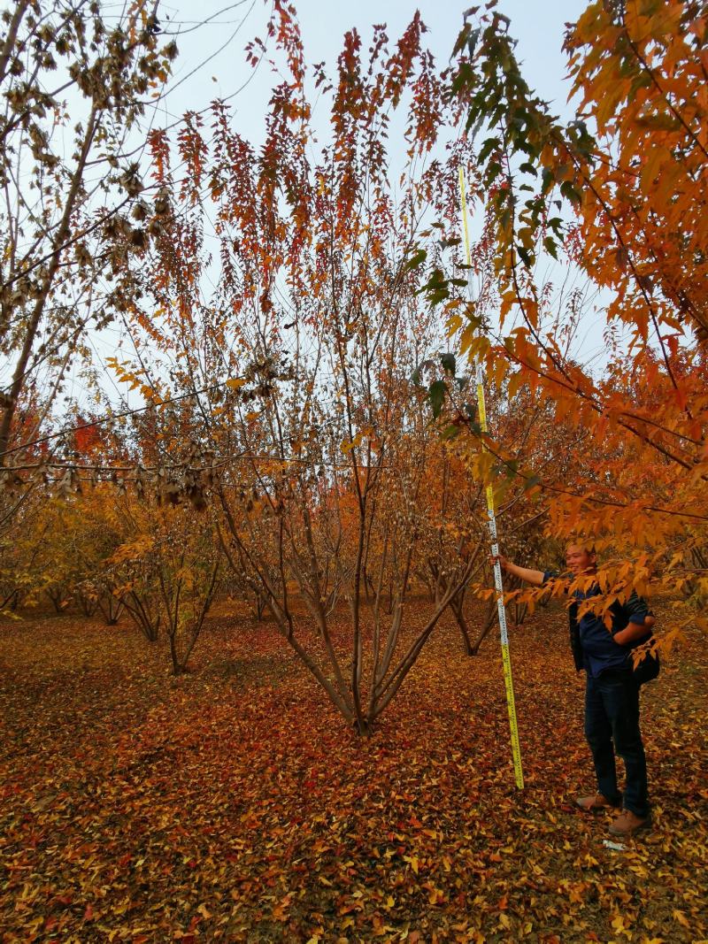 5米丛生茶条槭，4.5-5米茶条槭大量供应，泰安茶条槭基