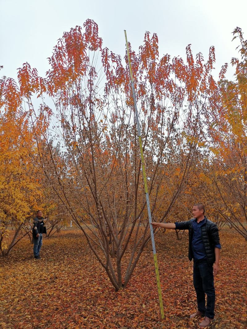 5米丛生茶条槭，4.5-5米茶条槭大量供应，泰安茶条槭基