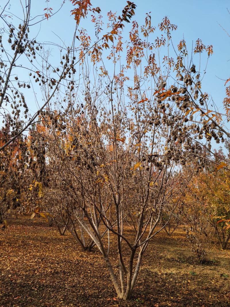 5米丛生茶条槭，4.5-5米茶条槭大量供应，泰安茶条槭基