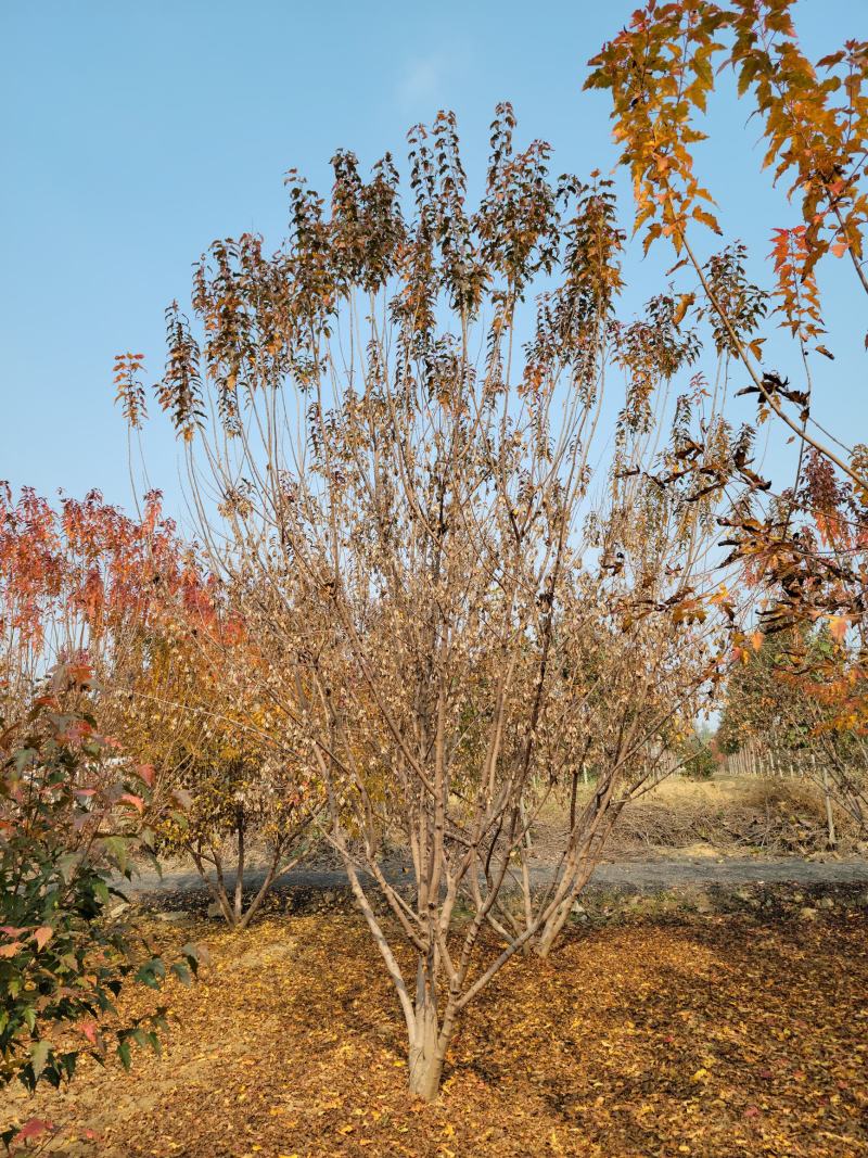 5米丛生茶条槭，4.5-5米茶条槭大量供应，泰安茶条槭基