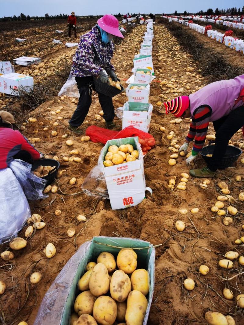 代收代存精品V7土豆沃土希森等规格齐全陕北新土豆
