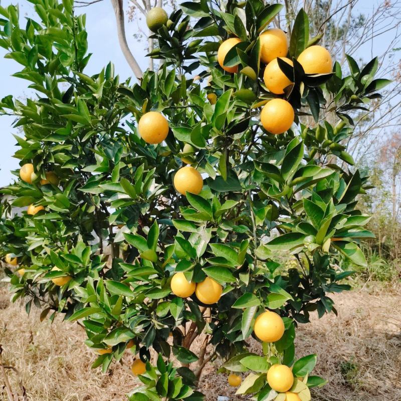夏橙