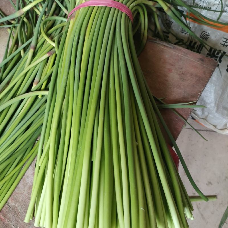 蒜苔优质聊城大张苔大量上市产地直销货量充足量大优惠