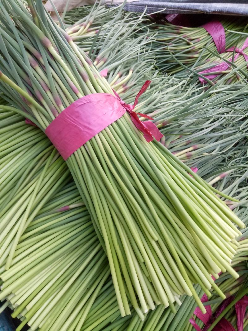 蒜苔优质聊城大张苔大量上市产地直销货量充足量大优惠