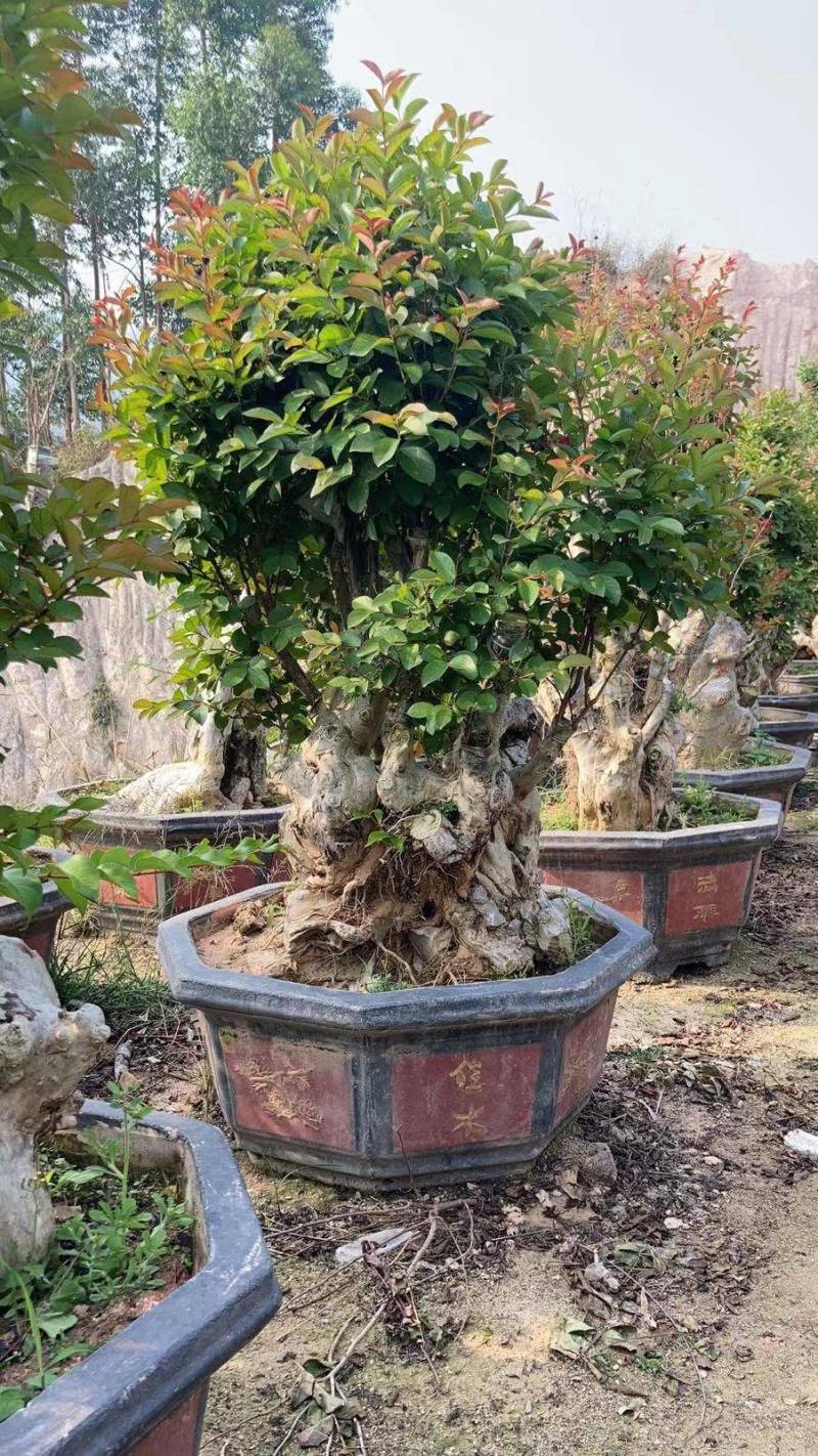 紫薇老树桩高度2米福建造型紫薇古桩盆景野生紫薇树桩