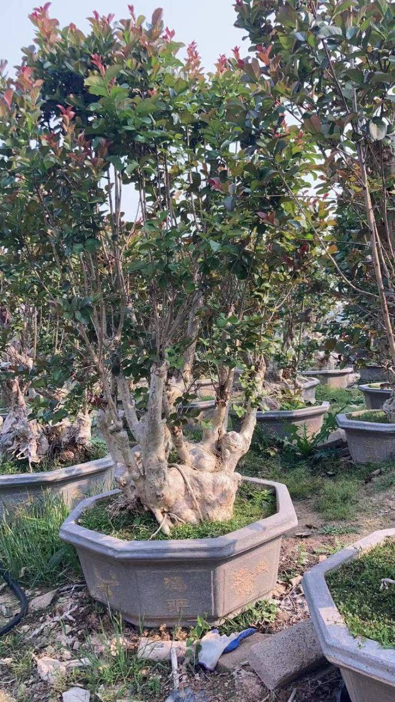 紫薇老树桩高度2米福建造型紫薇古桩盆景野生紫薇树桩