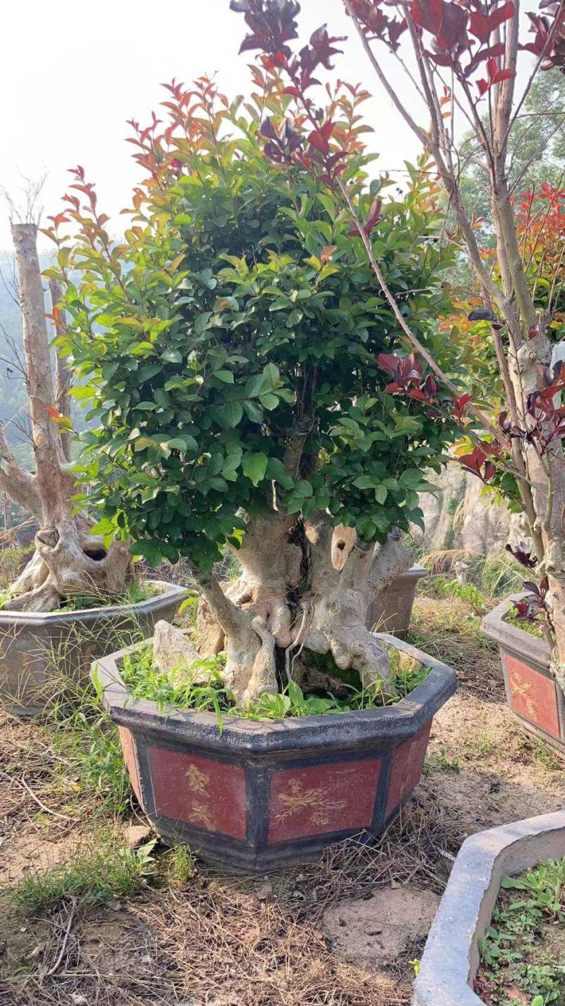 紫薇老树桩高度2米福建造型紫薇古桩盆景野生紫薇树桩