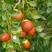 冬枣苗，正宗沾化冬枣，当年种植当年挂果，好管理，产量高，