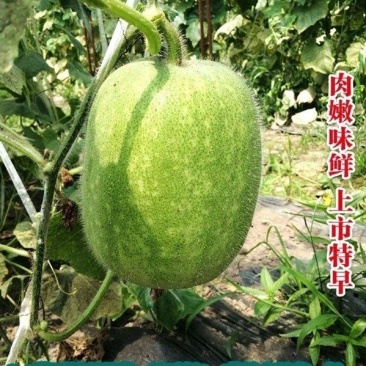 【热销推荐】五叶米小冬瓜种子春秋速生一串铃节瓜种肉厚腔小