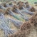 烟富8号苹果树2~4cm4cm以下1.5~2米