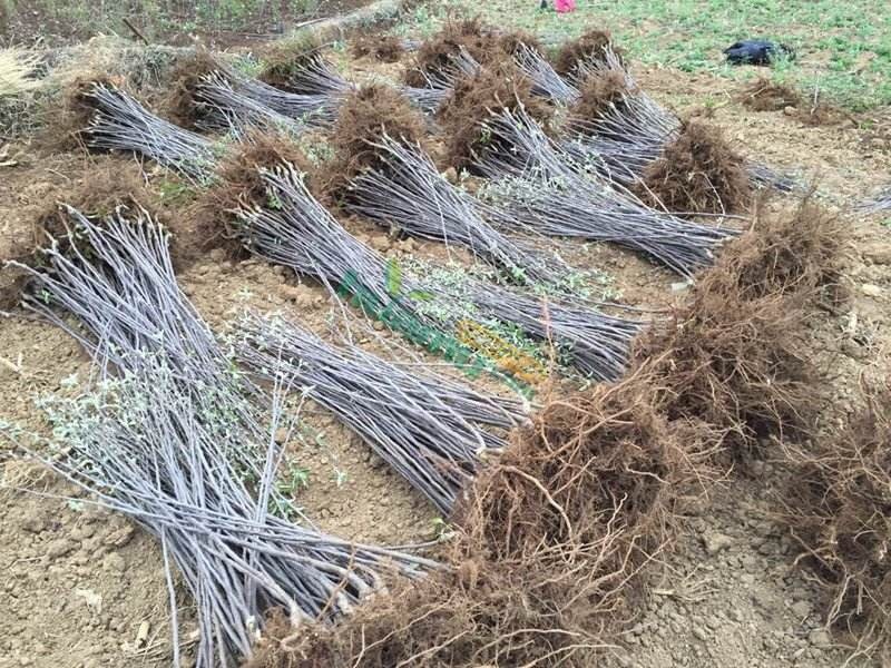 烟富8号苹果树2~4cm4cm以下1.5~2米