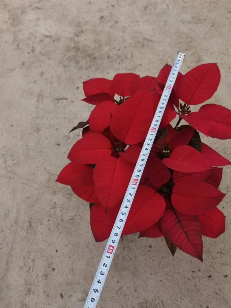 一品红，圣诞红，5寸盆，150A级，红色，粉色，黄色。
