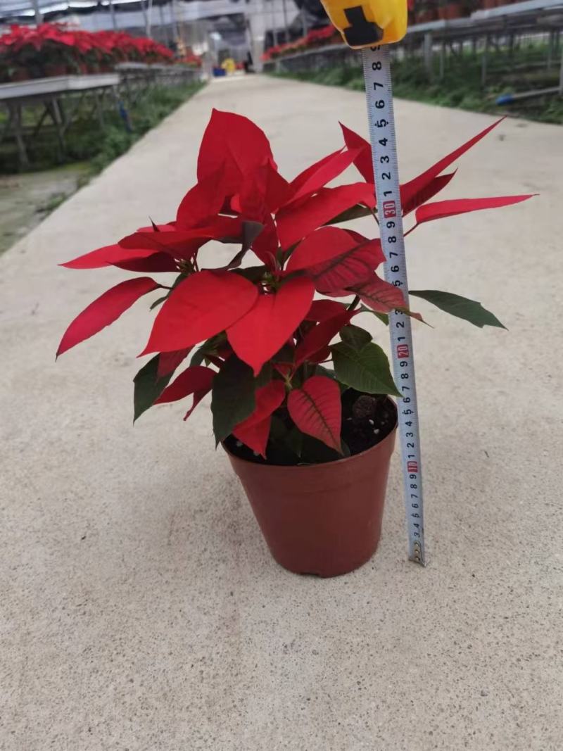 一品红，圣诞红，5寸盆，150A级，红色，粉色，黄色。