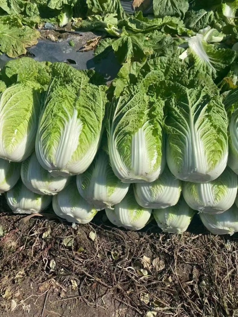 白菜河南基地精品大白菜现摘现发价格优惠对接全国客户