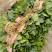 大叶菠菜25~30厘米，产地直供，大朋无公害绿色食品
