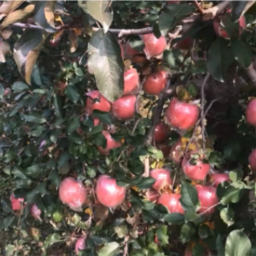 纸加膜红富士苹果🍎大量有货，价格便宜，质量好！