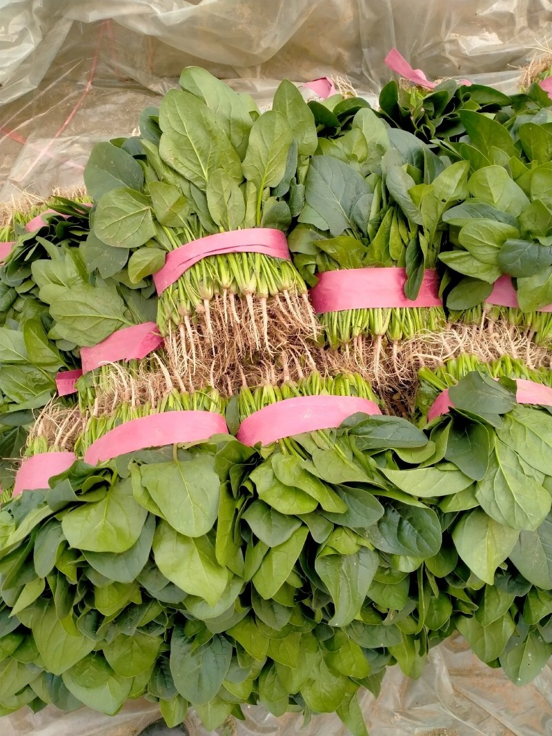 大叶菠菜基地直供，大量上市中