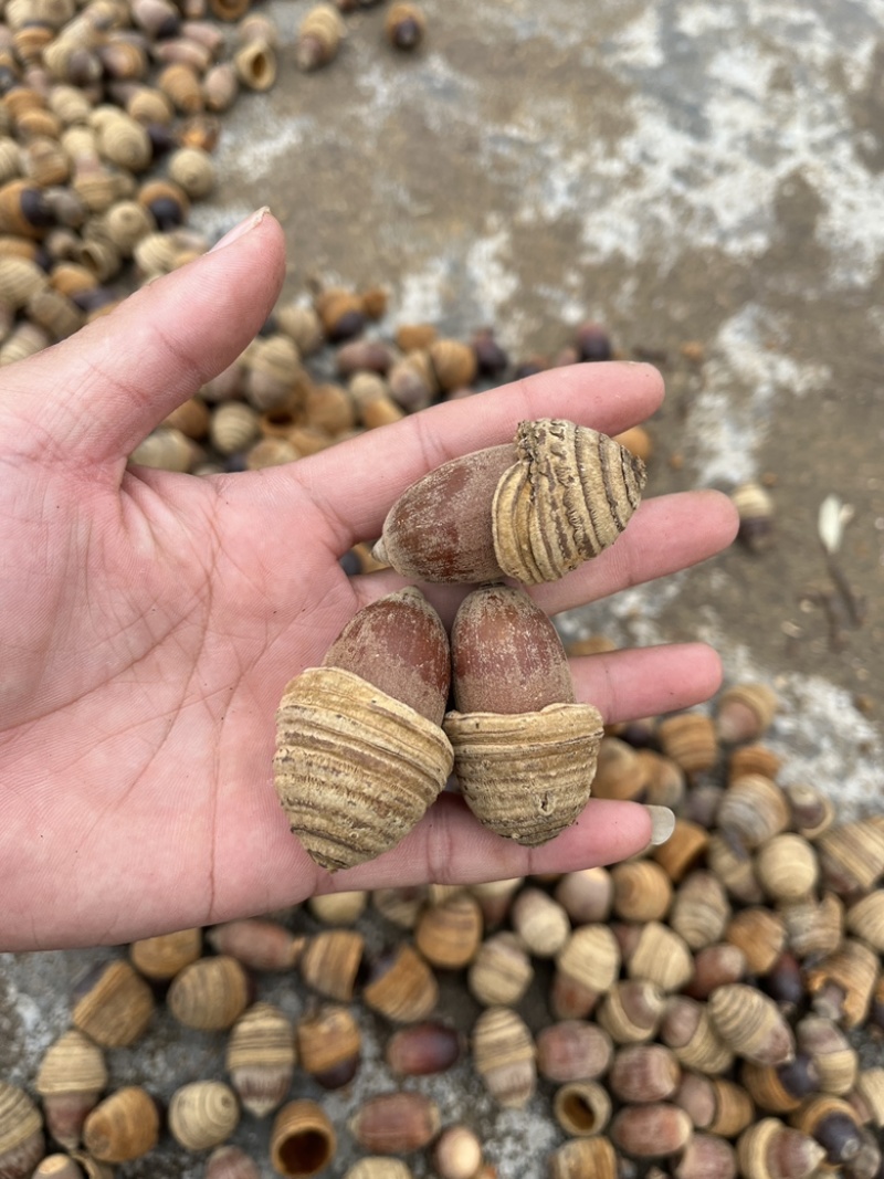 风流果狗鞭果，毛毛果纯野生，热销泡酒料，整个销售