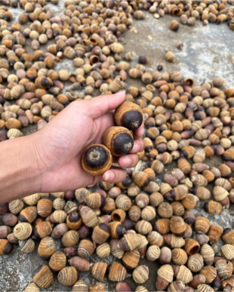 风流果狗鞭果，毛毛果纯野生，热销泡酒料，整个销售