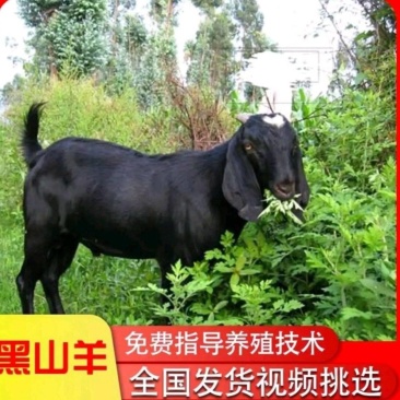 努比亚黑山羊多胎高产全国包送一只也包邮