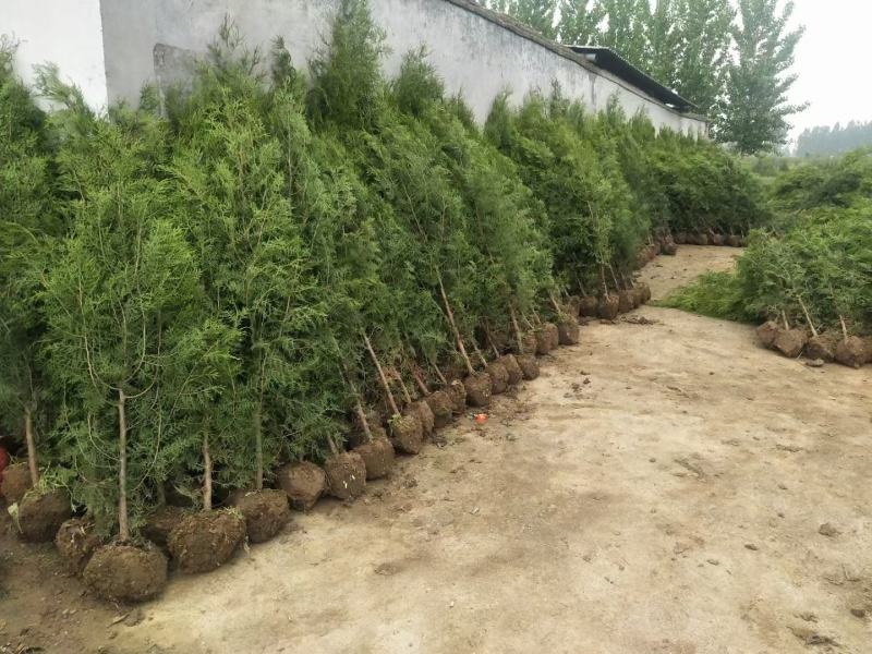 柏树。鑫源苗木基地常年供应30公分到3米高侧柏。规格齐全