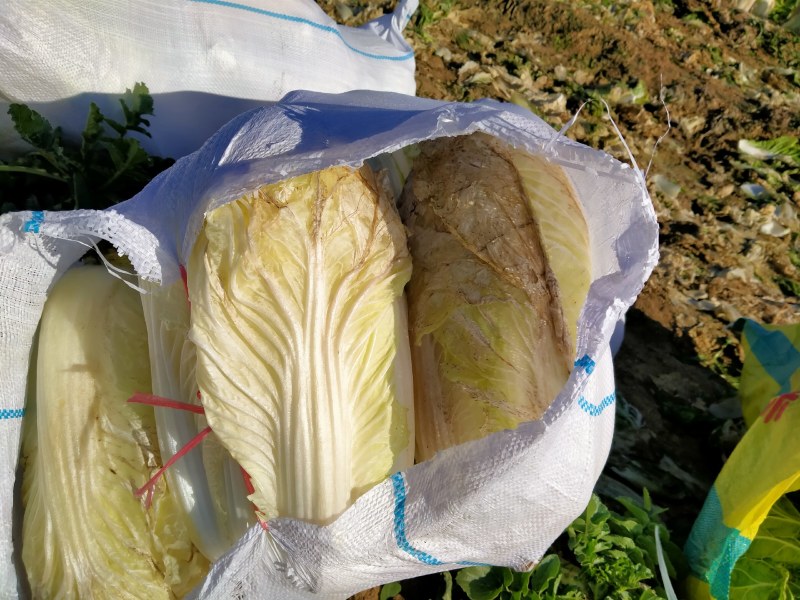 蔬菜